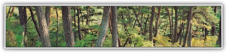top-1000-455