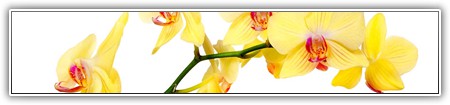 top-flowers-010