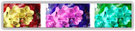 top-flowers-069