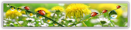 top-flowers-070