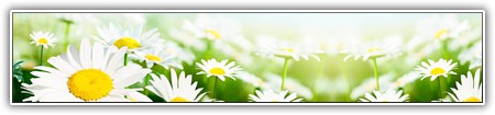 top-flowers-119
