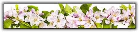 top-flowers-135