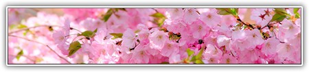 top-flowers-140