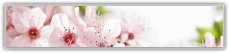 top-flowers-144