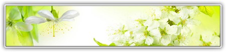 top-flowers-149