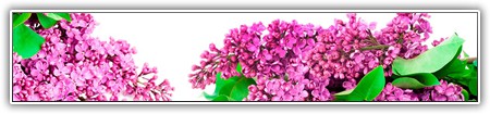 top-flowers-151