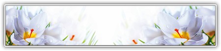 top-flowers-172