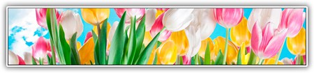 top-flowers-243