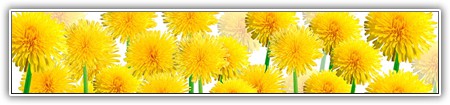 top-flowers-248