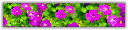 top-flowers-253