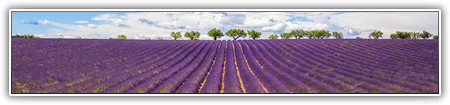 top-flowers-267